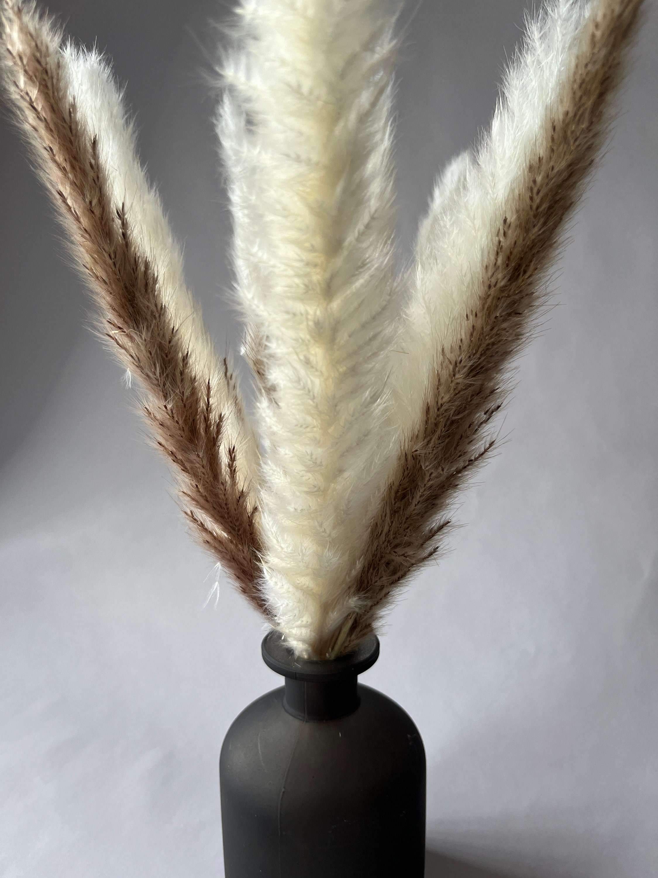 Mini Pampas Grass and Black Vase // Pampas and Vase White Etsy