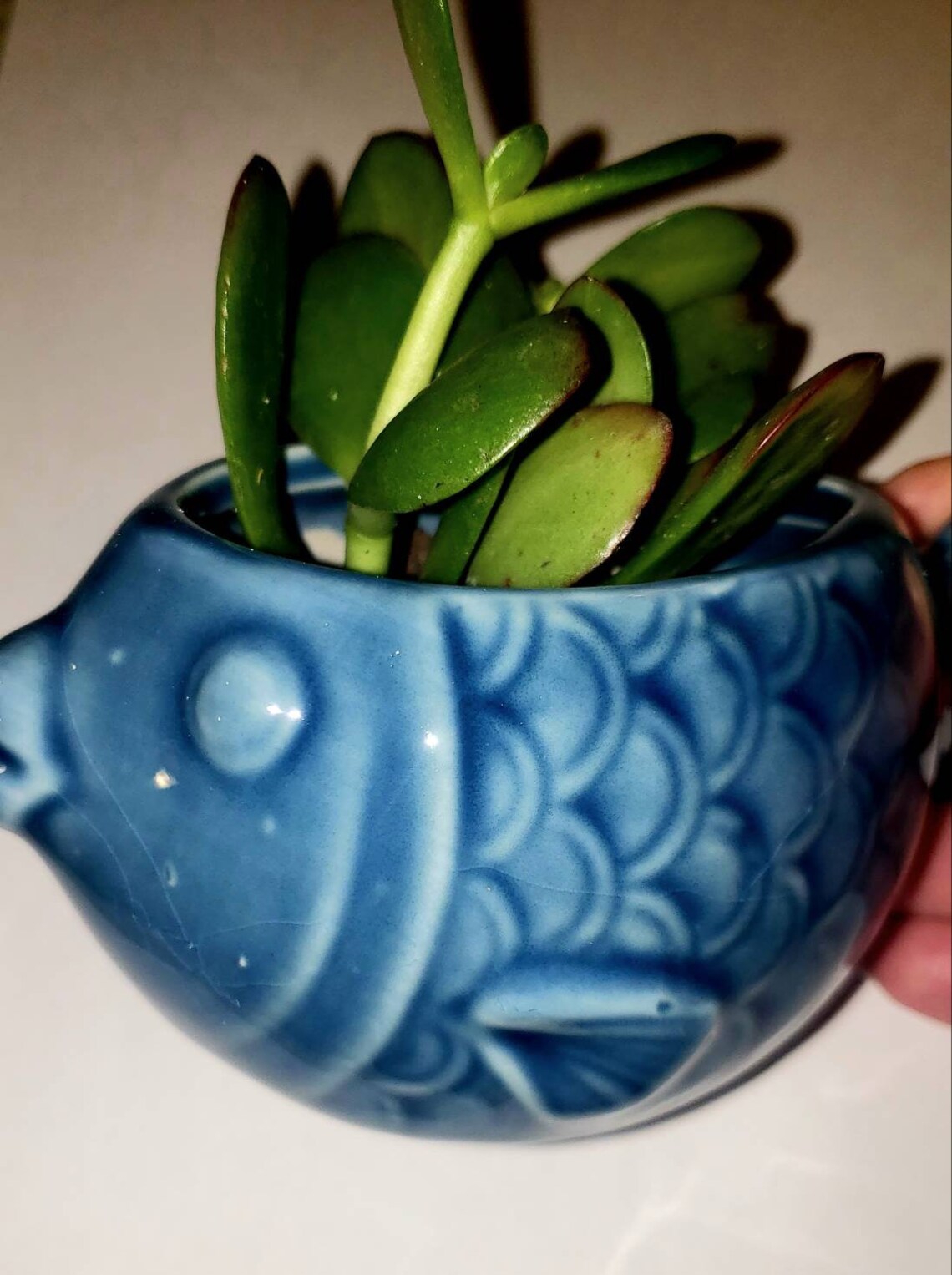 Ceramic Blue Fish Planter w/ Succulent Etsy