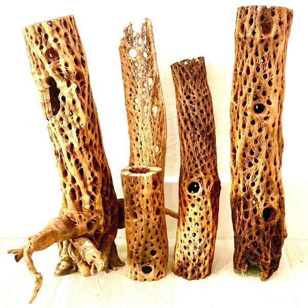 Organic Cactus Wood/ Teddy Bear Cholla in Multiple Lengths