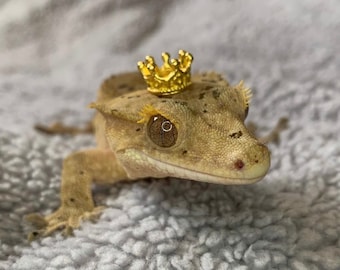 KING/QUEEN for the day! Reptile/lizard/frog/snake crown/hat reptile hat, lizard hat, gecko hat, frog hat, crown, hamster, crested gecko