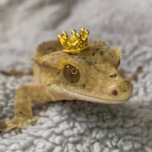 KING/QUEEN for the day! Reptile/lizard/frog/snake crown/hat reptile hat, lizard hat, gecko hat, frog hat, crown, hamster, crested gecko