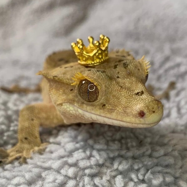 KING/QUEEN for the day! Reptile/lizard/frog/snake crown/hat reptile hat, lizard hat, gecko hat, frog hat, crown, hamster, crested gecko