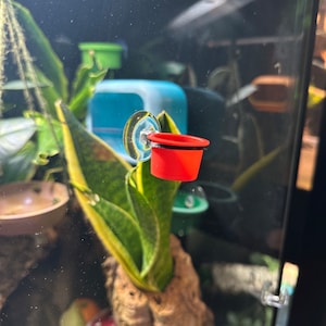 Medium Gecko feeding dish, suction cup, perfect for the smaller geckos - mediocre size! Designed for all geckos!