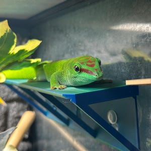 Herbie&#39;s XL FROG & GECKO-richel, platform. Pijlkikker, boomkikker, melkkikker, dumpy frog, richel, huid, verkrijgbaar in veel kleuren!