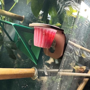 Gecko feeding dish, jelly pot holder suction cup, perfect for all geckos - perfect fit for jelly pots!
