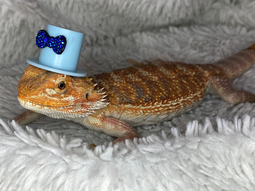 Dinky Ds Top Hat Reptile Hat, Bearded Dragon, Snake, Gecko Hat
