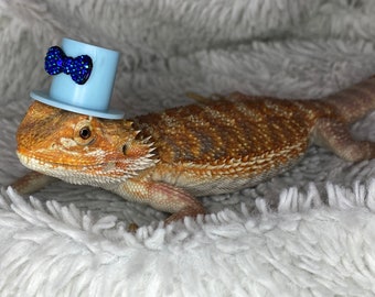 Dinky D’s Top Hat - reptile hat, bearded dragon, snake, gecko hat, accessories