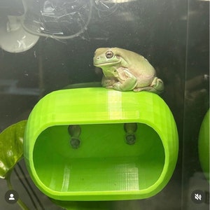 DABZ’ HIDEAWAY - Geckohaut Reptilien/ Gecko/ Frosch mit starken Saugnäpfen. Erhältlich in 3 Größen!