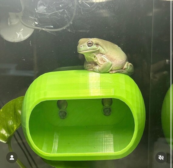 2025.7.25家守ヤモリ葉っぱ隠し　内モンゴル翡翠 DABZ' HIDEAWAY - 強力な吸盤付きのヤモリの隠れ家、爬虫類/ヤモリ