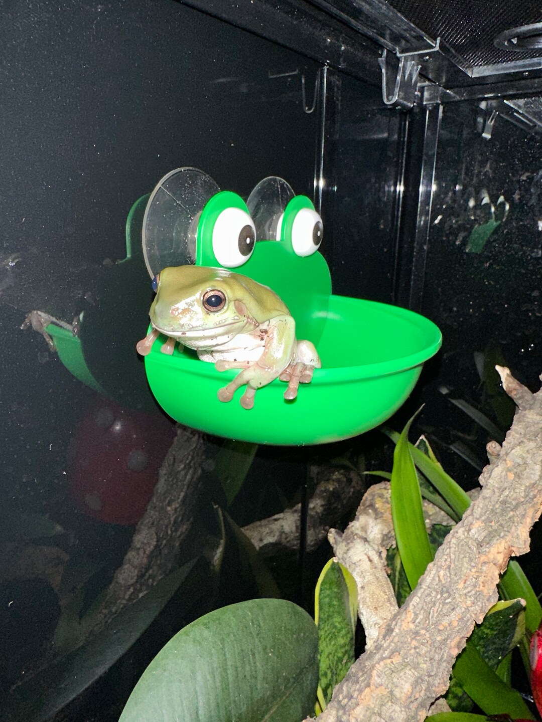 Frog Dish With Suction Cups Perfect for Your Amphibians Etsy