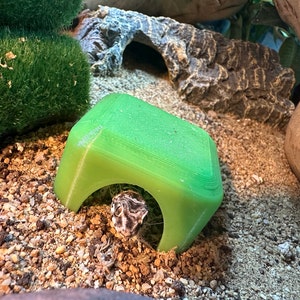 Putziges Geckoversteck - perfekt für bodenlebende Arten, Pfeilfrösche, Vipergeckos, Sandgeckos, Dünengeckos!