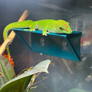 Herbie’s FROG AND GECKO ledge, platform. Dart frog, tree frog, milk frog, dumpy frog, ledge, hide, available in lots of colours!