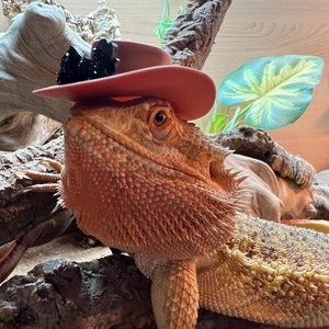 Is a bearded dragon hotsell a reptile or amphibian