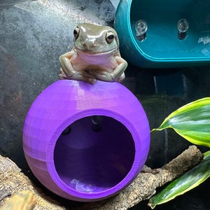 The CoCoNUT! (With suction!) Pixies reptile hide, swing, coconut hide, ledge for amphibian, gecko