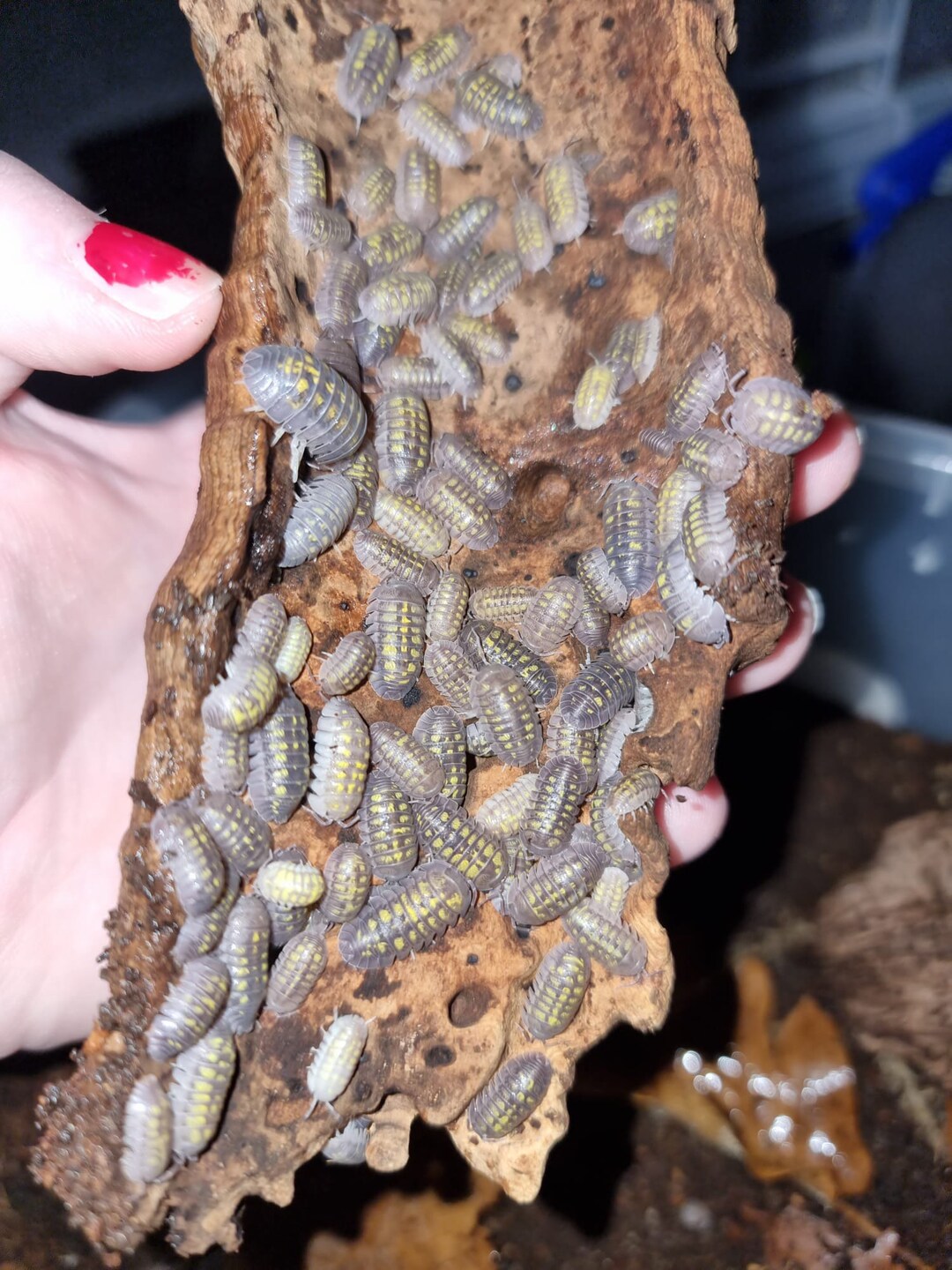 Reptile Clean up Crew / Isopods / Woodlice / Armadillidium Granulatum