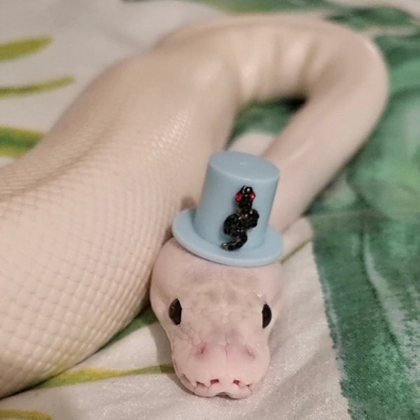 Serpiente Serpiente Bebé! Sombrero de reptil, sombrero de gecko, sombrero de serpiente, sombrero de rana, dragón barbudo, gecko crestado, pitón, rata, conejillo de Indias, sombrero de chinchilla, mascota