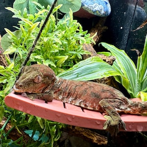 Hanging frog / gecko swing bridge, perfect for whites, cresties, great enrichment, lovely decor. Available in lots of colours