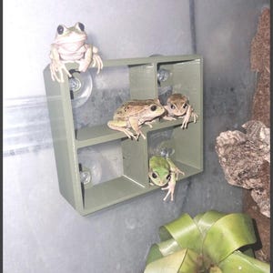 The frog ledge you need - The LOAF shelf. Perfect for all of our froggy friends. whites tree frogs shelf - tree frog shelf! Super strong