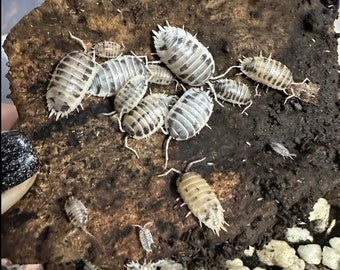 25 X ISOPOD Woodlice Dairy cows! Clean up crew, reptile, amphibian, reptile food