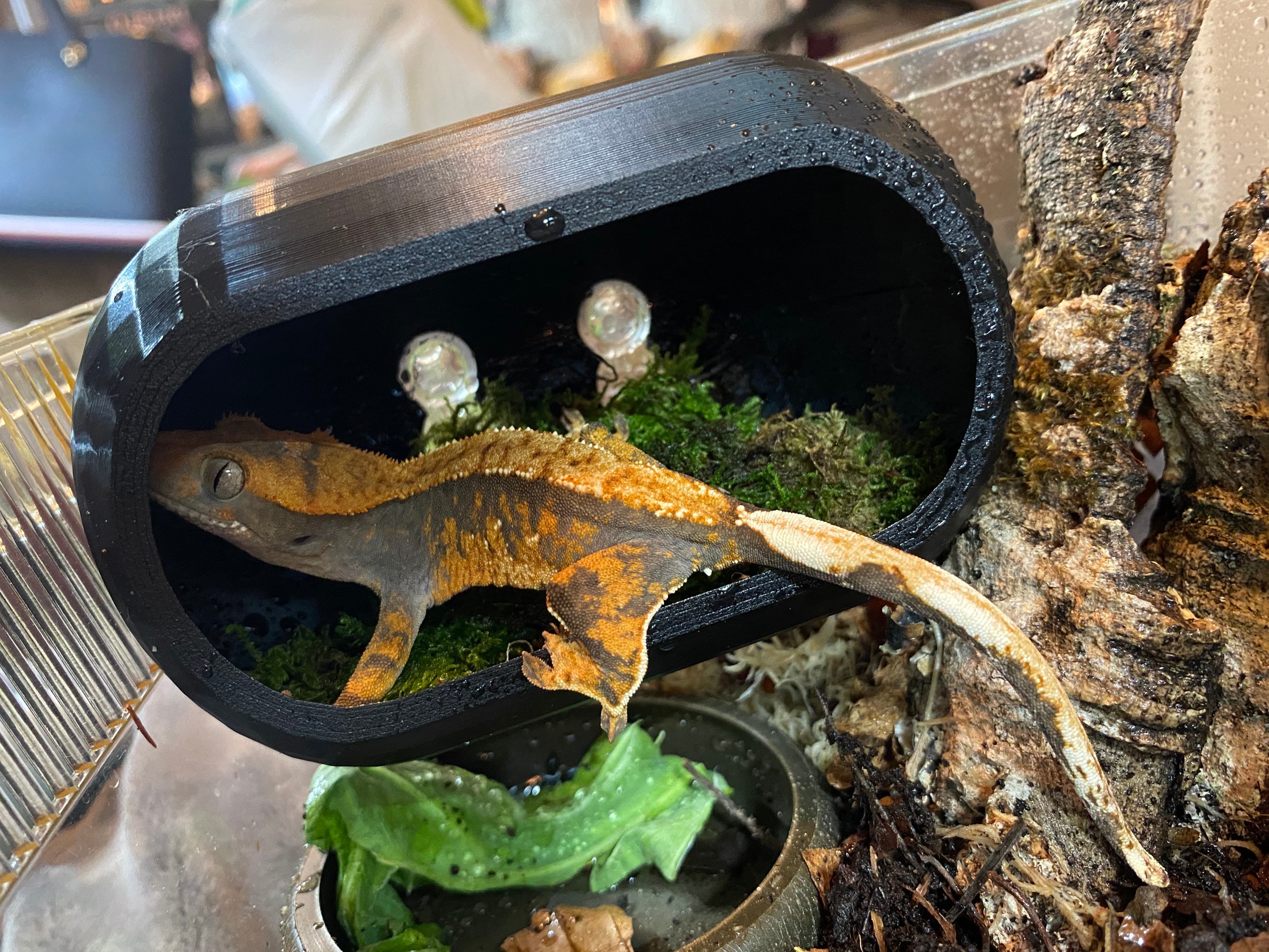 Leopard gecko top climbing accessories