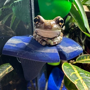 Lockie&#39;s KIKKER EN GECKO paddestoel richel, platform. Pijlkikker, boomkikker, melkkikker, dumpy frog, richel, huid, verkrijgbaar in veel kleuren!
