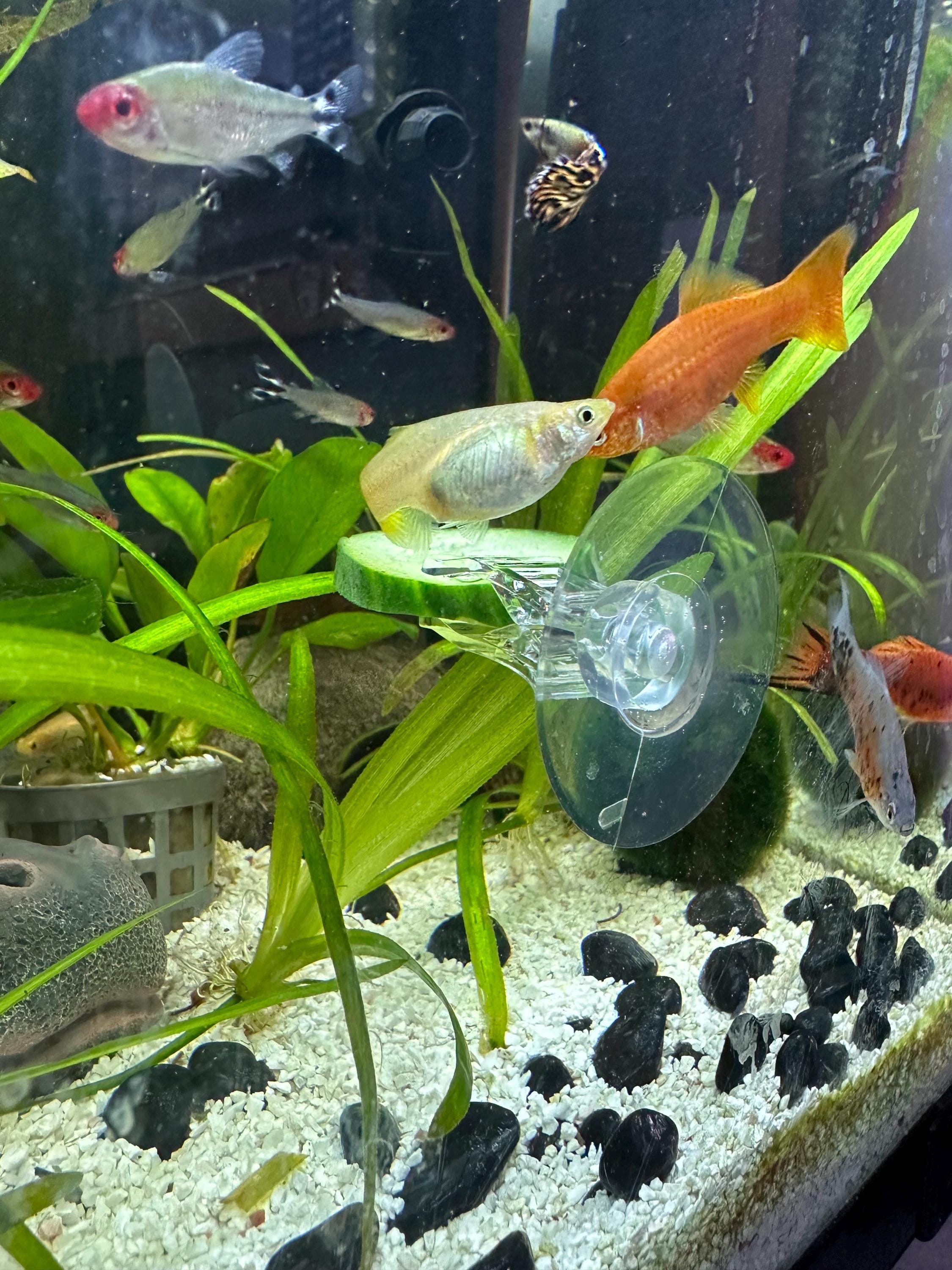 Cucumber Clip / Veggie Clip for aquatics / fish / plecs / corys / shrimp - strong suction cup