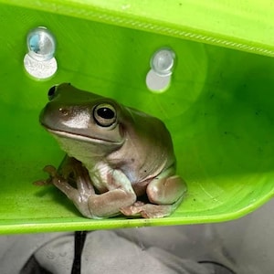 DABZ’ HIDEAWAY - gecko hide reptile/gecko/frog/ hide / ledge with strong suction cups. Available in 3 sizes!