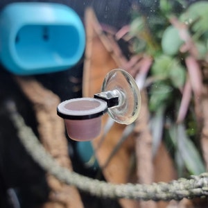 X 2 Dinky Gecko Futterschale, Saugnapf, perfekt für die kleineren Geckos - winziger Nano-Futterbecher! Designed für alle Geckos!