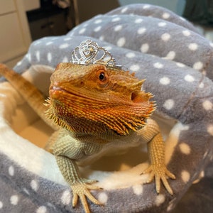 DABZ’ Princess REPTILE hatLizard / reptile / snake / guinea pig / rabbit / amphibian / frog / bearded dragon hat, accessories - TIARA