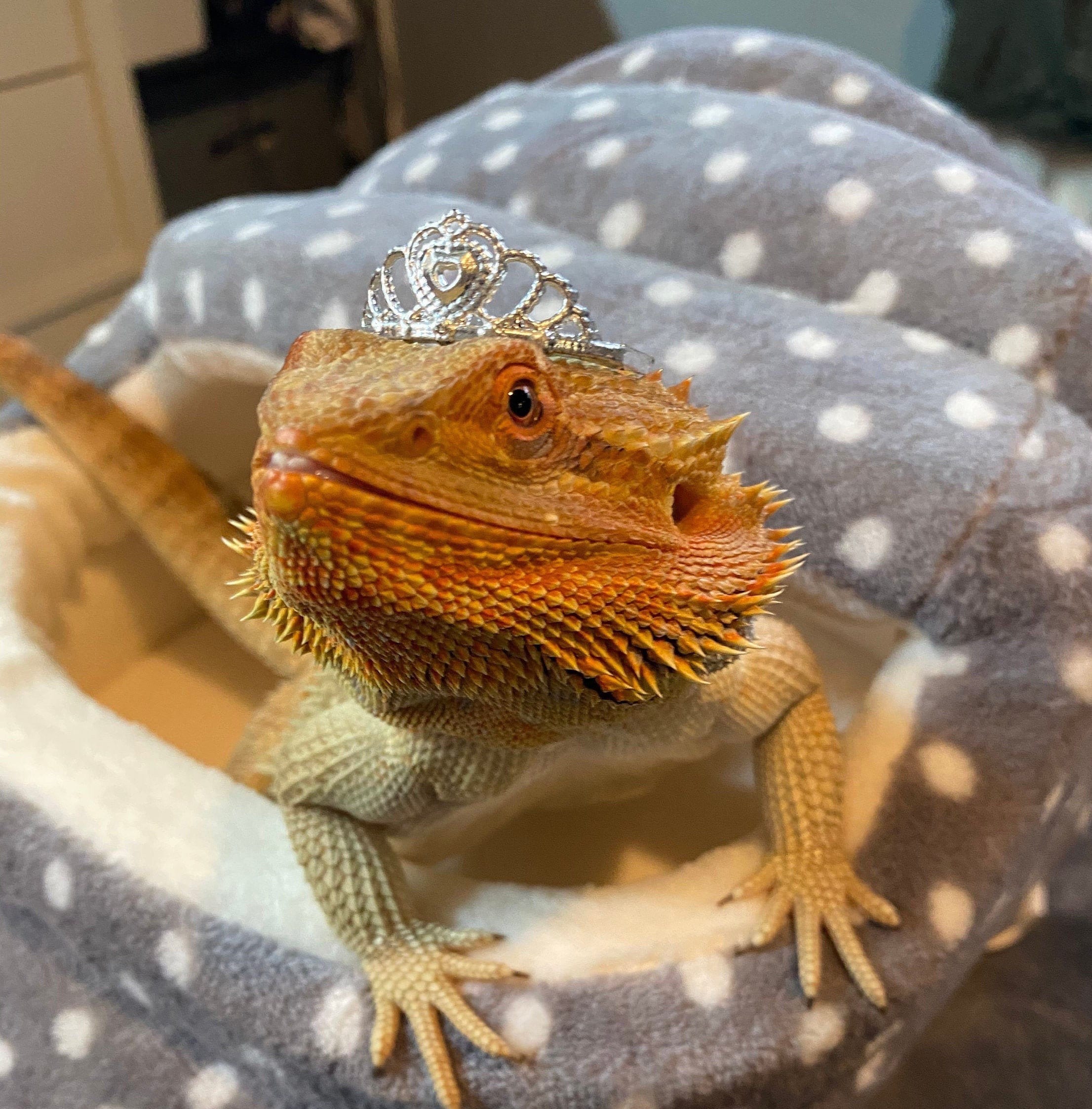 Lizard online tank accessories