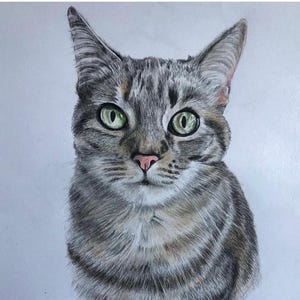 Cat Portraits