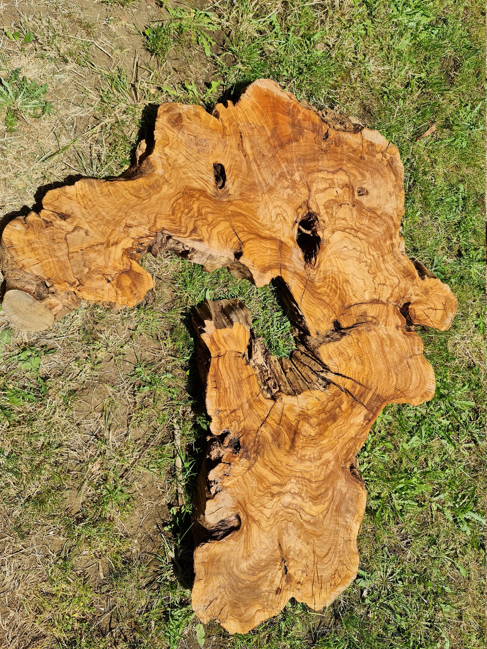 Very Rare Olive Wood Slab Live Edge Wood. UK Stock. Premium Delivery
