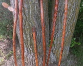 Hiking Sticks Free Shipping Customize or personalized. Each Stick is unique and individually hand carved, stained, and customized
