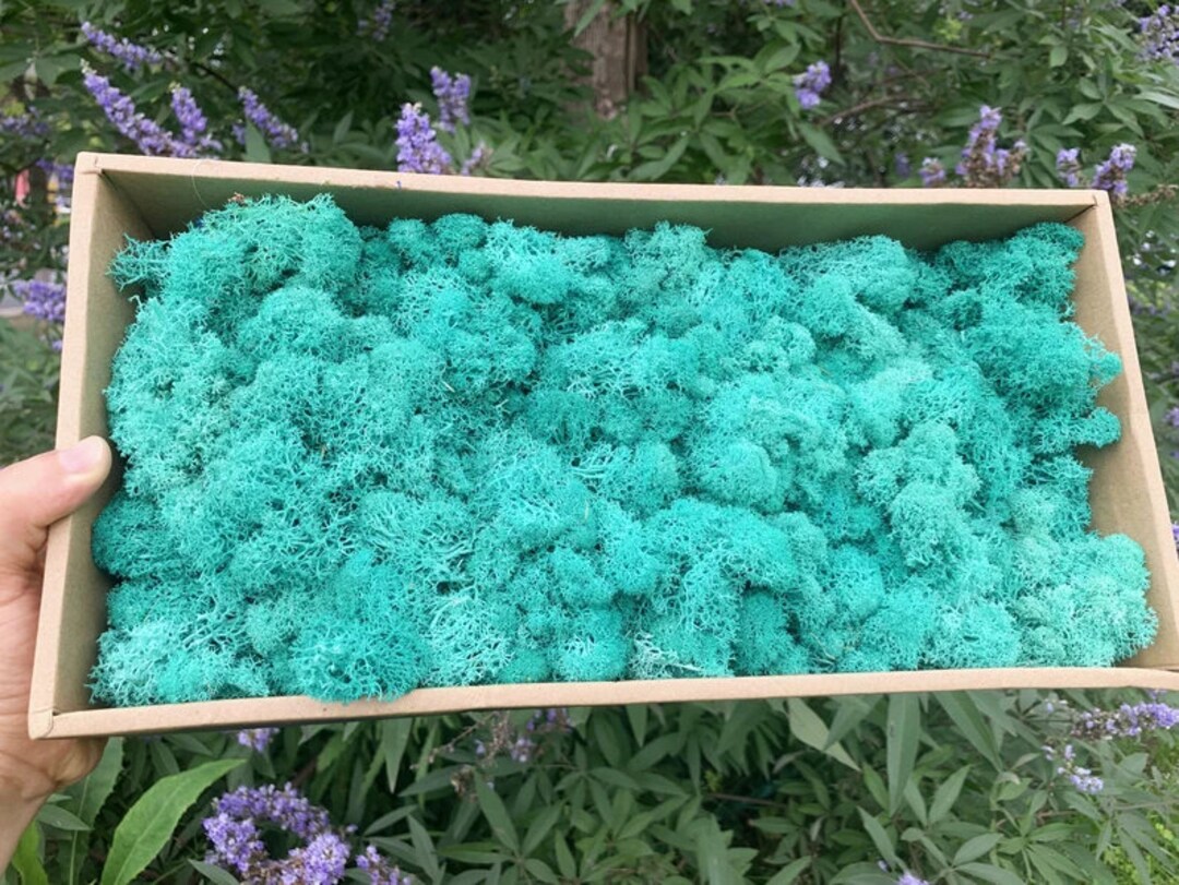 1.2 LB Teal Color Preserved Moss Reindeer Moss Plant Glass Etsy