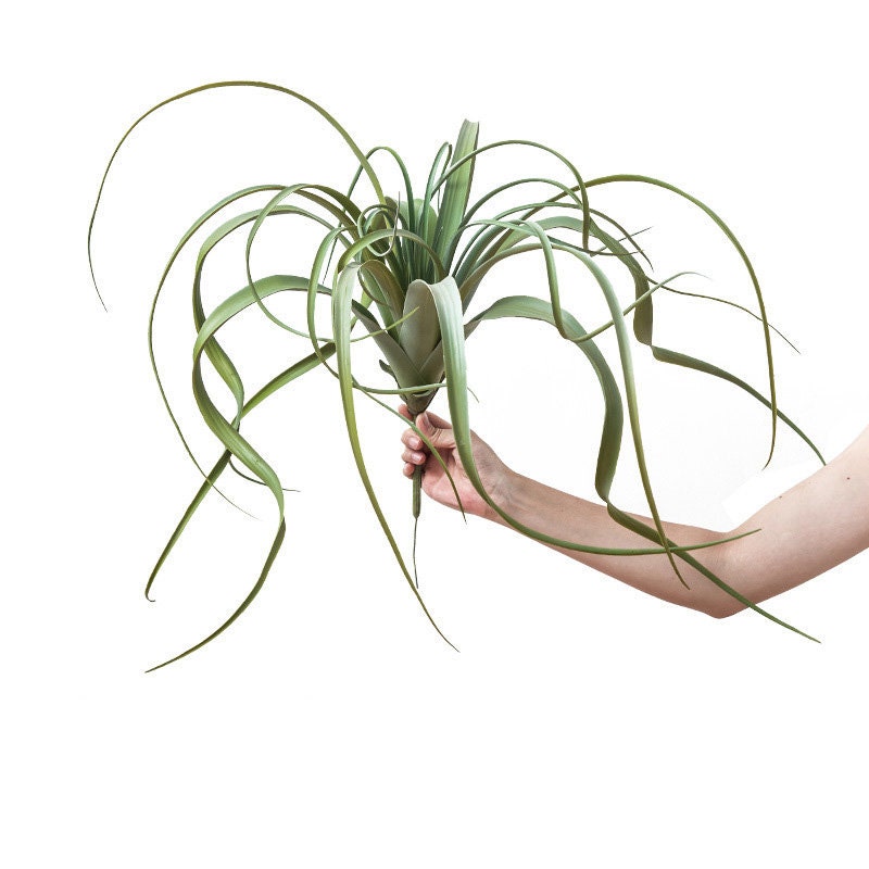 Large Artificial Air Plants Faux Succulents Plants Fake Etsy