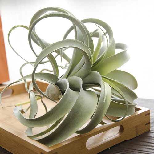 Large Artificial Air Plants Faux Succulents Plants Fake Etsy