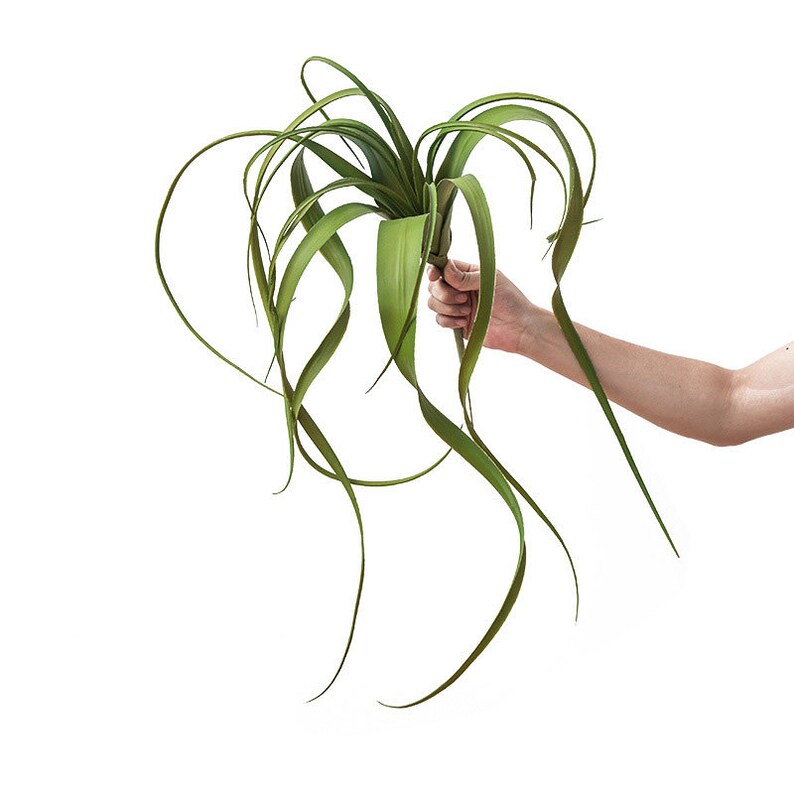 Large Artificial Air Plants Faux Succulents Plants Fake Etsy