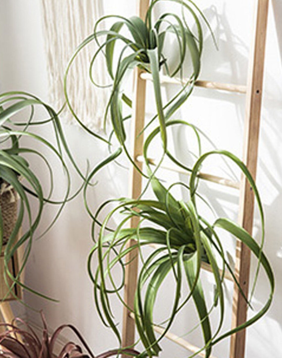 Large Artificial Air Plants Faux Succulents Plants Fake Etsy