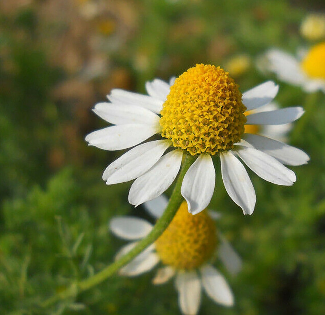 Seeds German Chamomile Medicinal Herb Perennial Plant Organic Etsy