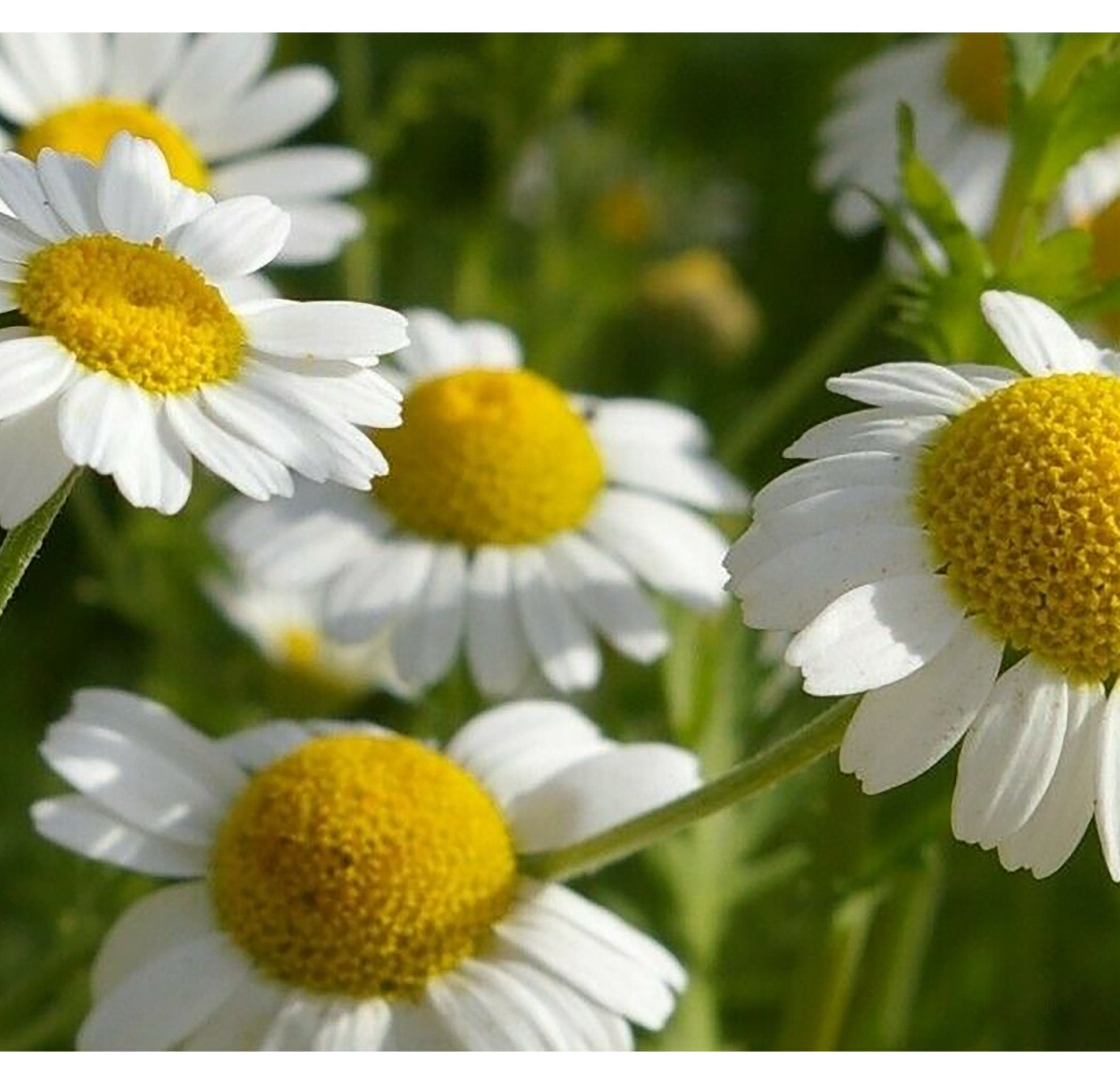 Seeds German Chamomile Medicinal Herb Perennial Plant Organic Etsy