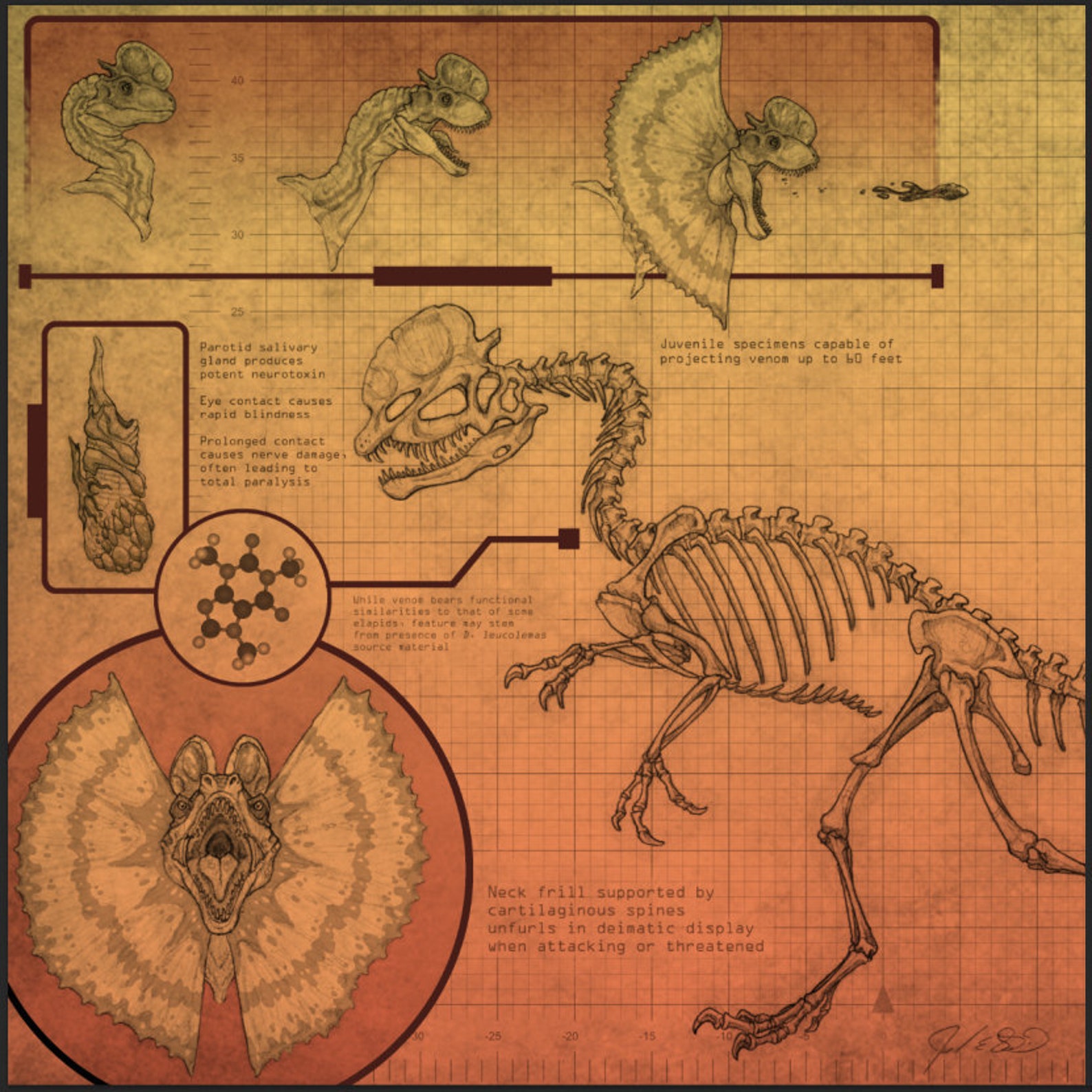 dilophosaurus skeleton