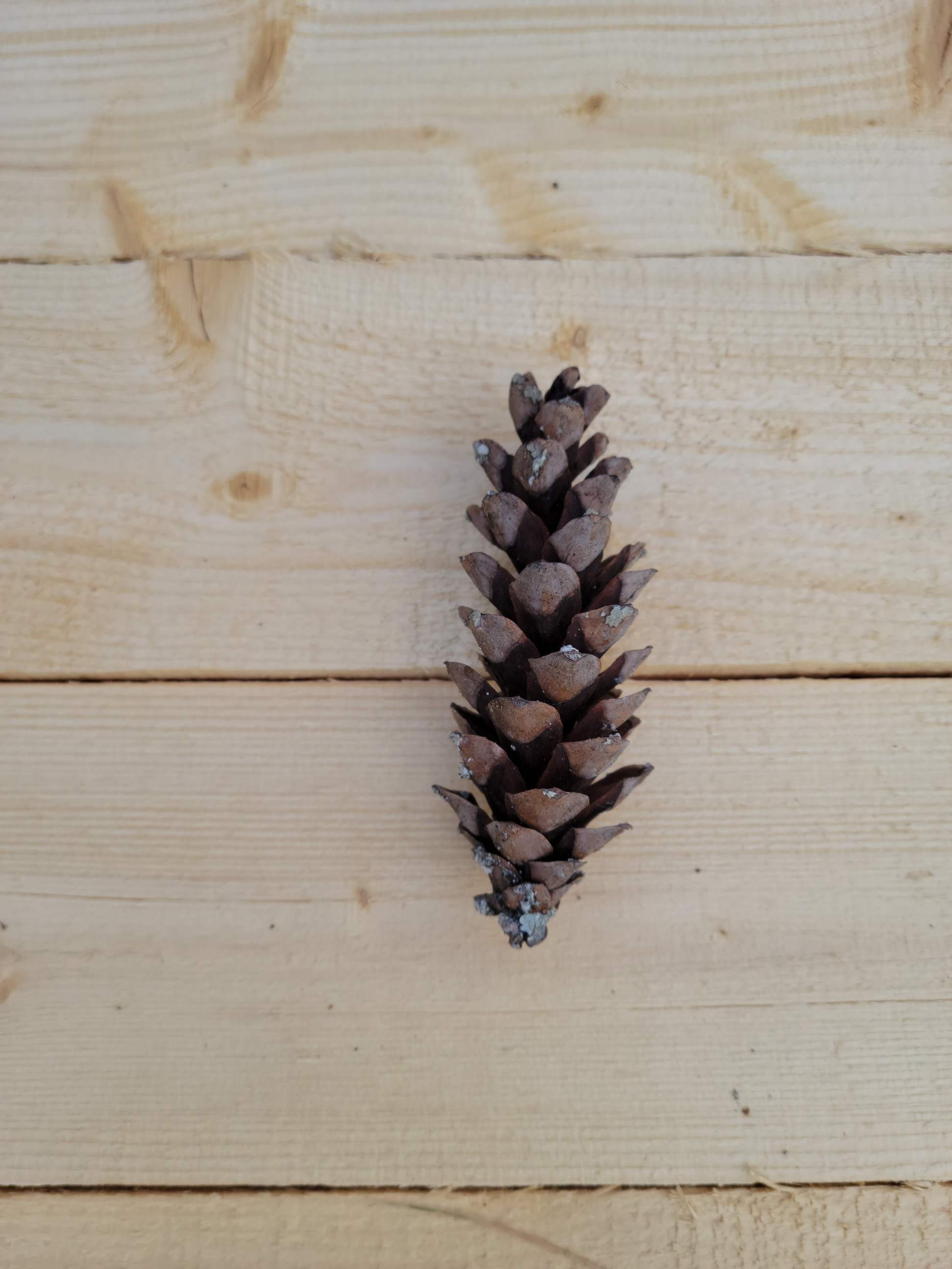 Eastern white pine cones 75 Etsy