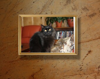 Cat Photography, Kitten Photo, Digital printing, Nature Photography, Picture in a frame, Room decoration