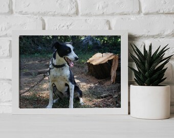 May include: A black and white dog sits on a chain leash in a wooded area. The dog is looking to the right of the frame and has its mouth open. There is a tree stump behind the dog.