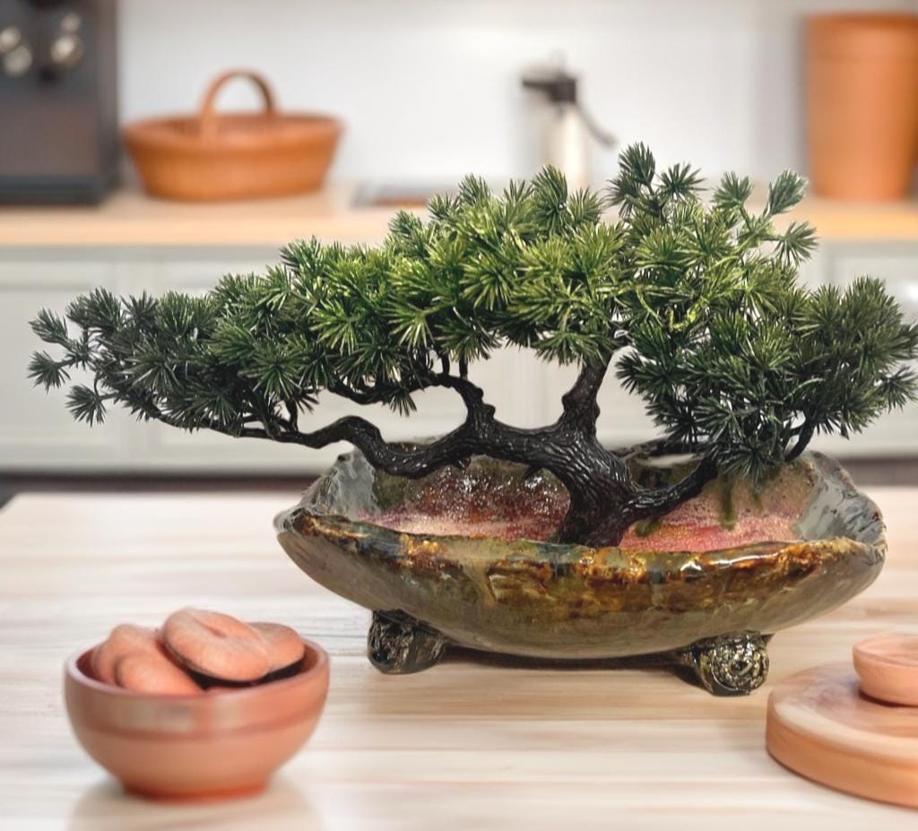 small bonsai tree Abelia Bonsai Tree – Bella Bonsai Nursery main image 0