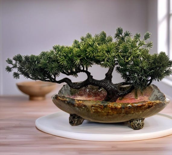 bonsai shishigashira Acer palmatum 'Shishigashira' main image 1