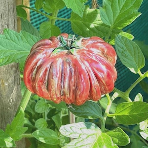 Tomaten Gartenstecker aus Keramik, zum Aufstecken auf Tomatenstangen