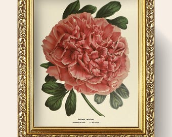 Peony Digital Print • Paeonia Moutan ‘Triomphe de Gand’ by J. Van Geert • Restored Antique Flower Illustration • Vintage Wall Art • NO FRAME