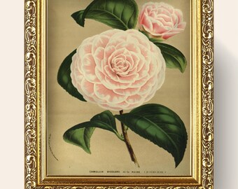 Camellia Bicolore de la Reine Med & Large Digital Print • Vintage Flower Art •  Antique Illustration by D. Verschaffelt • Digital Download