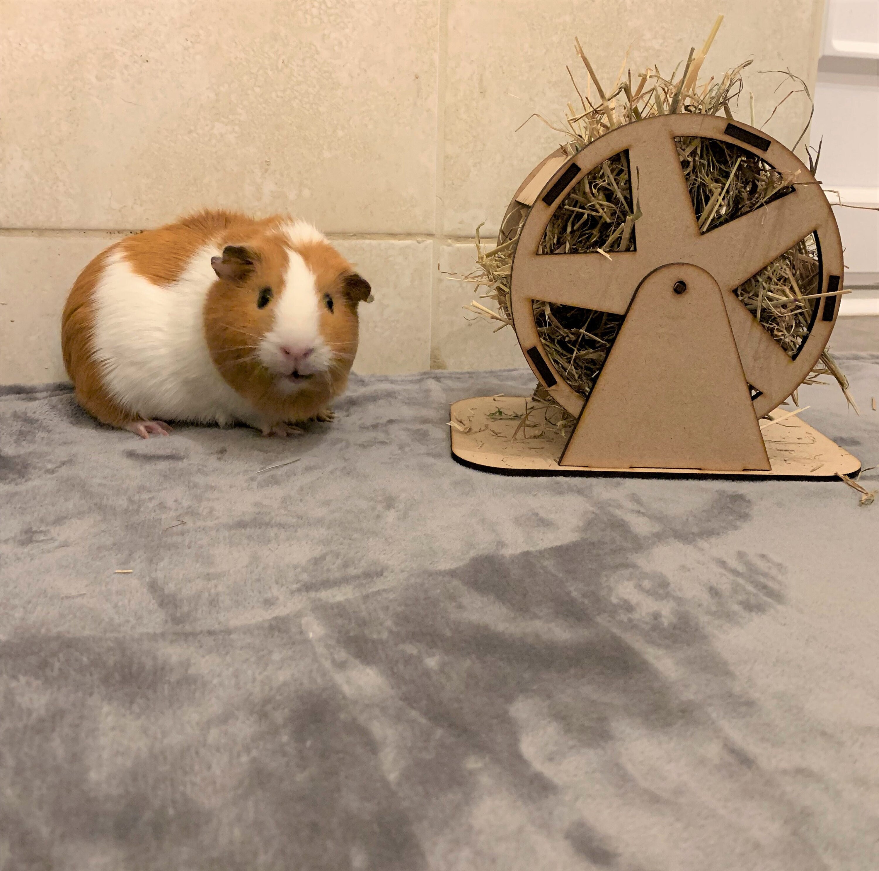 Guinea Pig Rabbit Wooden Hay Feeder Small Rodent Food Toy Flat Pack Plywood Wheel Hay Holder for Small Rodent Hay Rack Food Dispenser Etsy Canada